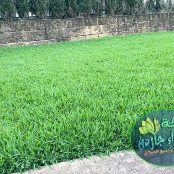 matilda-lawn-aviewturf-4